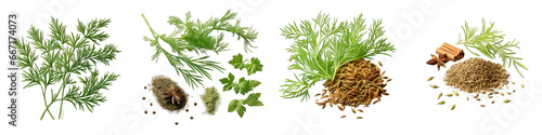 Cumin Herbs And Leaves Hyperrealistic Highly Detailed Isolated On Transparent Background Png File