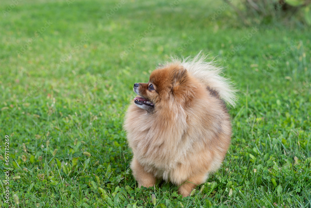 Spitz, friendly dog walking in park Spitz, friendly dog walking in park