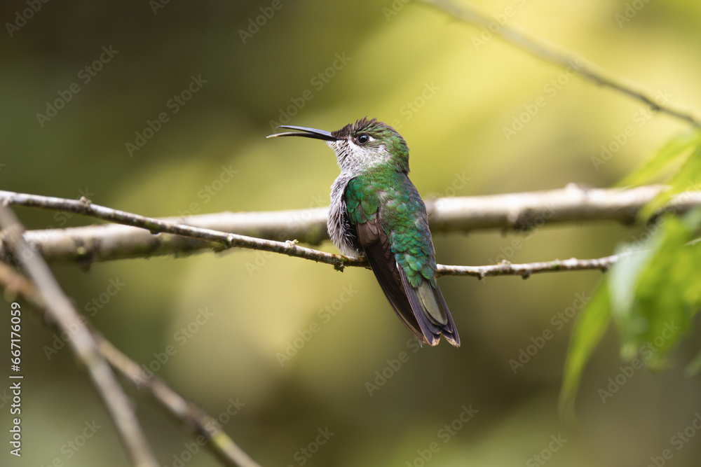 Naklejka premium Perched Hummingbird 