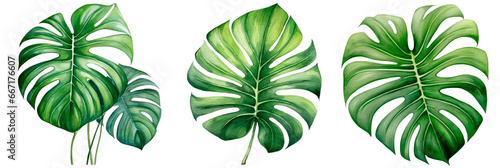 Set of Watercolor Exotic plants palm leaves monstera, isolated on transparent background
