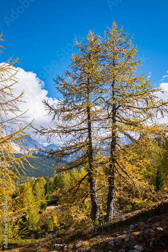 Magnificent view of two larch trees in autumn foliage contrasting sharply with the steel-blue sky in the Ampezzo Dolomites, Italy