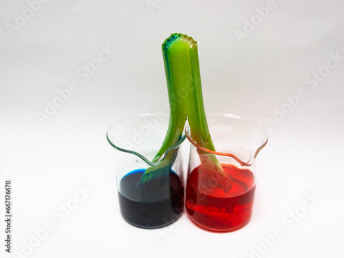 Fotografija A celery stem was split in half and put into two glasses with different coloring
