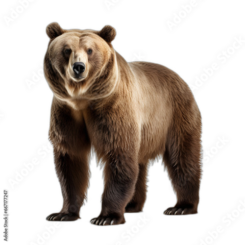 bear isolated on transparent or white background © Pixel Prophet