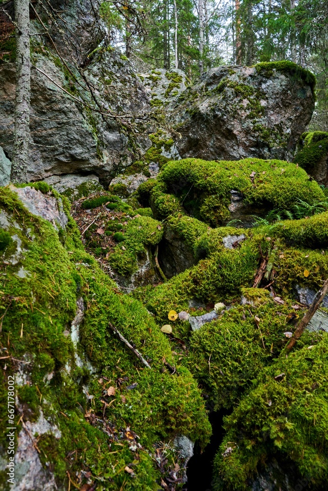 Fototapeta premium mossy boulders sitting next to some trees in the woods