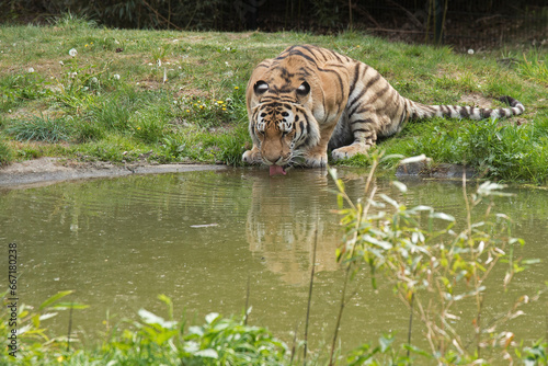Tiger at the pond