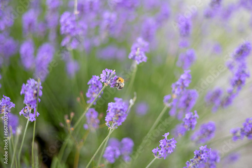 Honey bee pollinating lavender flowers. Plant  with insects. Blurred summer background of lavender flowers field with bees.