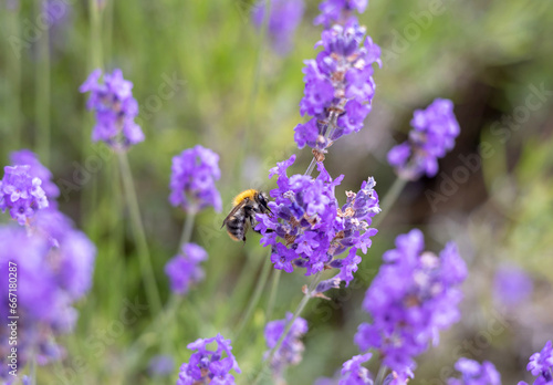 Honey bee pollinating lavender flowers. Plant with insects. Blurred summer background of lavender flowers field with bees.