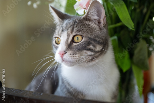cat
