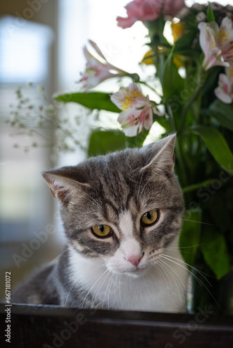 cat