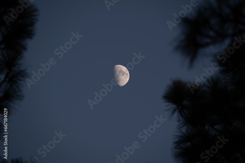 The moon at dusk through Carolina pine trees