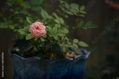 Single pink rose at the end of a stalk