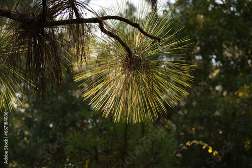 Carolina longleaf pine tree needles in the morning sun of autumn photo