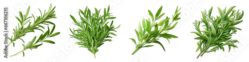 Tarragon  Herbs And Leaves Hyperrealistic Highly Detailed Isolated On Transparent Background Png File