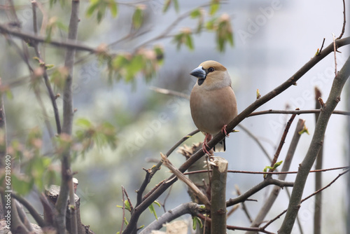 Birds. Grosbeak sits on a branch.