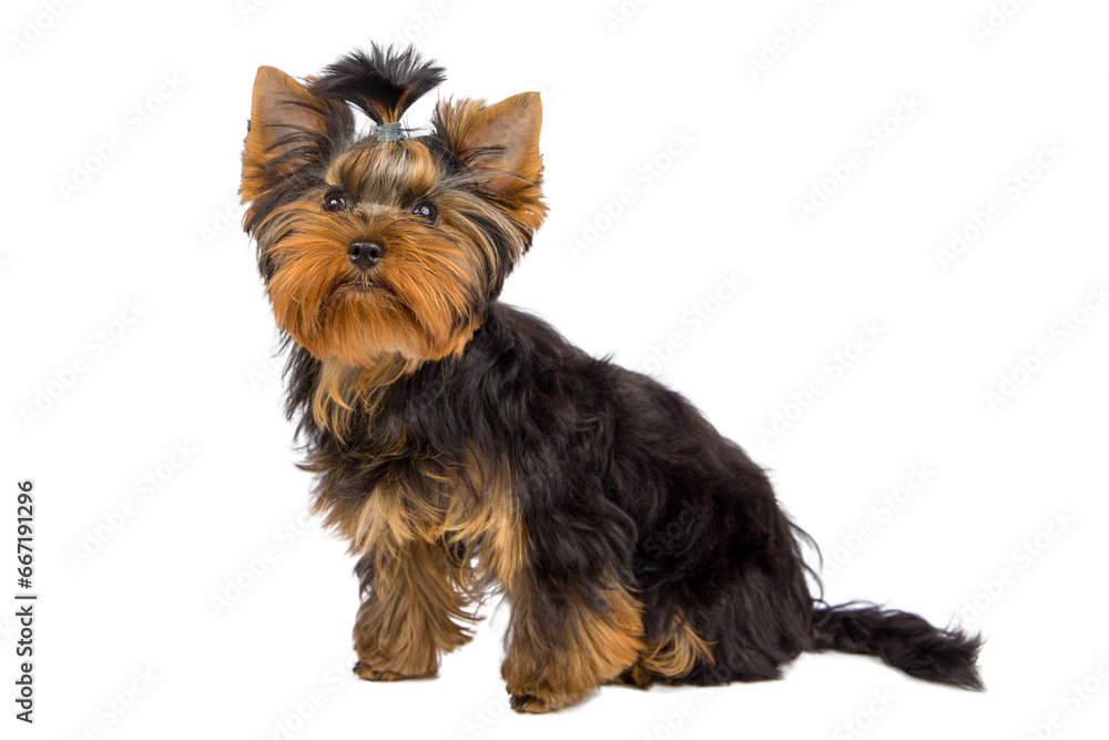 yorkshire terrier in front of white background. Looking up. yorkshire terrier in front of white background. Looking up.