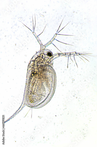 Zooplankton Water Flea Daphnia, microscopic image of crustacea, rgb shift, glitch effect