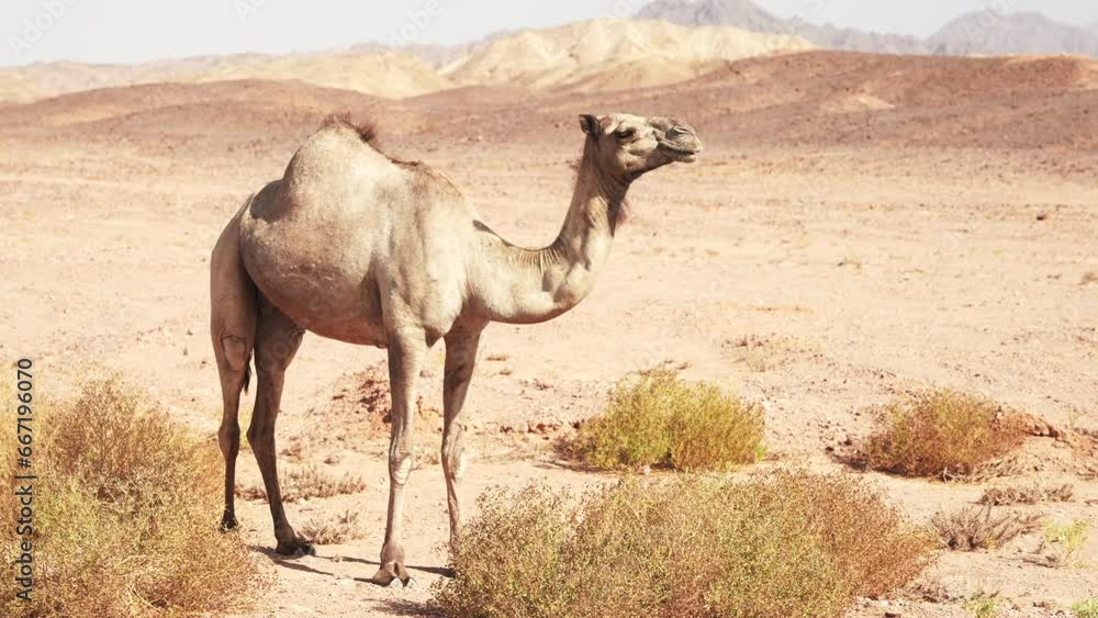 Wild dromedary camel staying in Alhagi thorn bushes in the desert Wild dromedary camel staying in Alhagi thorn bushes in the desert