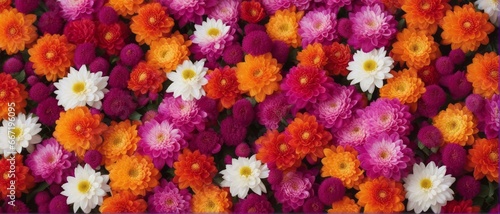 lowers wall background with amazing red,orange,pink,purple,green and white chrysanthemum flowers 