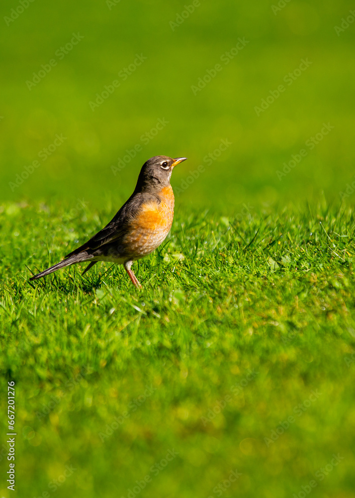 American Robin (Turdus migratorius) - Familiar Songbird with Bright Red Breast American Robin (Turdus migratorius) - Familiar Songbird with Bright Red Breast