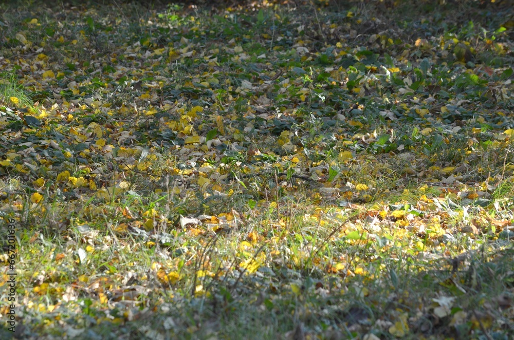 Obraz premium Autumn has begun, yellow leaves appear on the still green grass