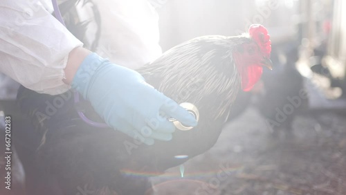 Bird flu epidemic. A veterinarian examines chickens on a farm, checking breathing with a stethoscope wearing rubber gloves. photo