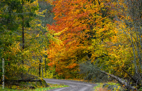 An autumn colored gravel road