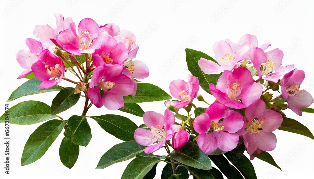 pink flowers isolated on white png file