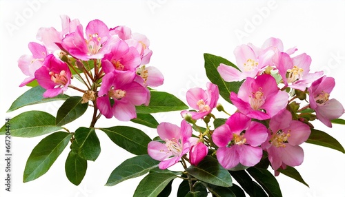 pink flowers isolated on white png file © Mary