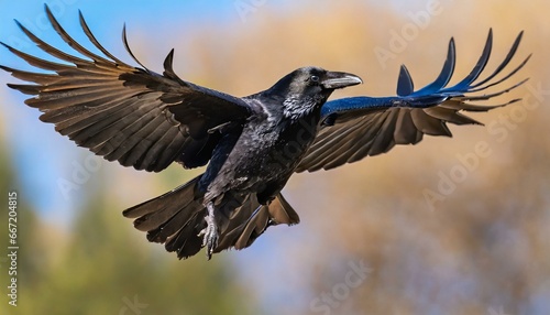 a beautiful raven corvus corax in flight photo