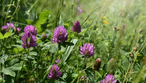 wildflowers of clover in a meadow nature natural summer background with wildflowers of clover in the meadow in the morning sun rays close up with soft blurred focus