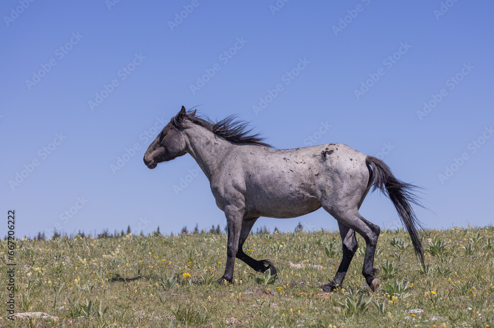 Fototapeta premium Wild Horse in Summer in the Pryor Mountains Montana