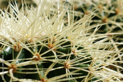 Close-up photo of the sharp spines of a cactus-type succulent plant