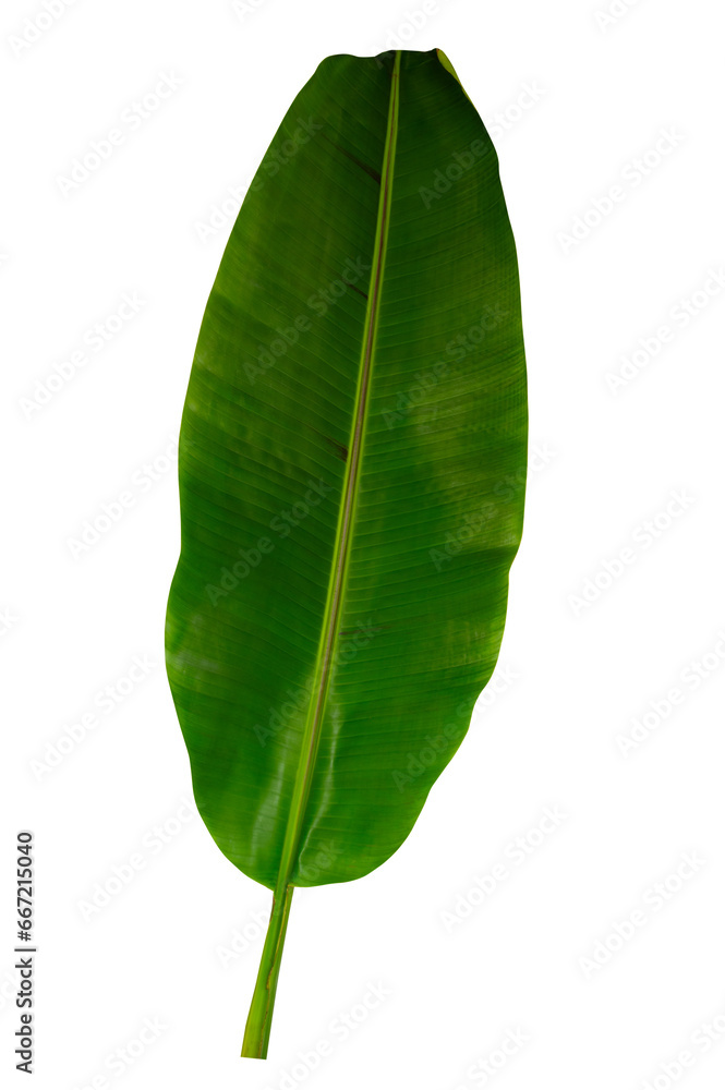 Fototapeta premium Tropical leaf isolated on white