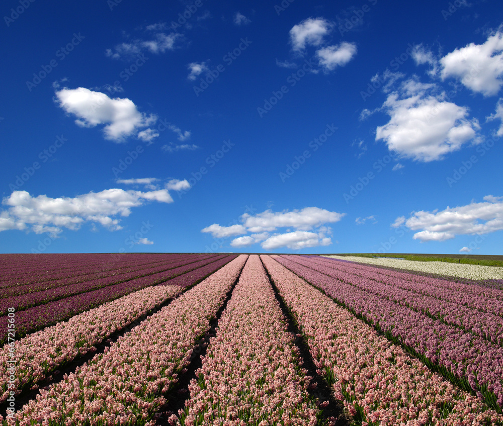 Field of hyacinths in the Netherlands