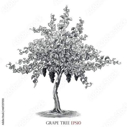 Grape tree illustration vintage engraving style black and white clip art