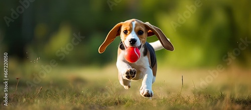 Joyful Beagle pup playing happily with a red ball in the meadow photo
