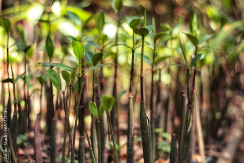 Mangrove tree seedlings at the conservation center are ready to be planted