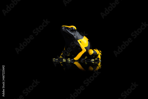 Closeup photo of blue poison dart frog isolated on black background with reflection
