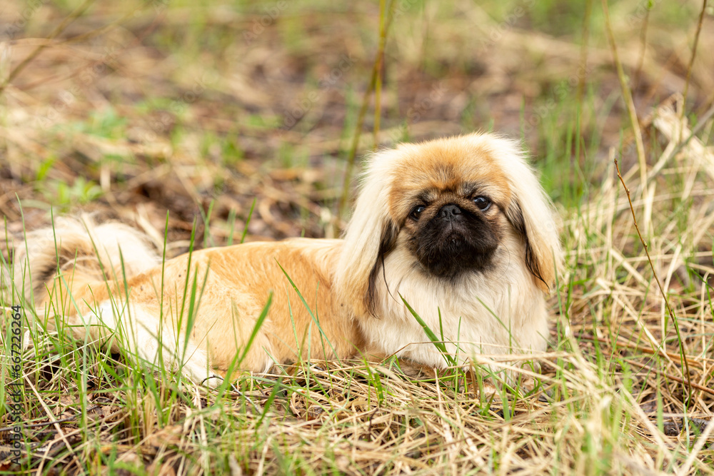 The Pekingese is lying on the grass