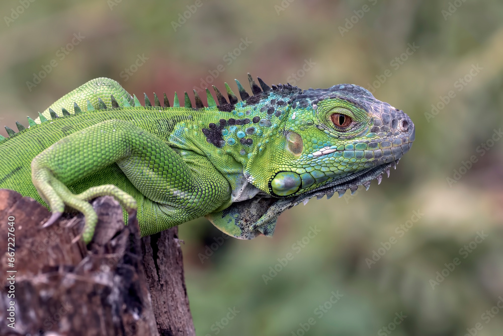 Green iguana on a branches