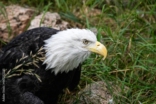 American Bald Eagle - Colorado