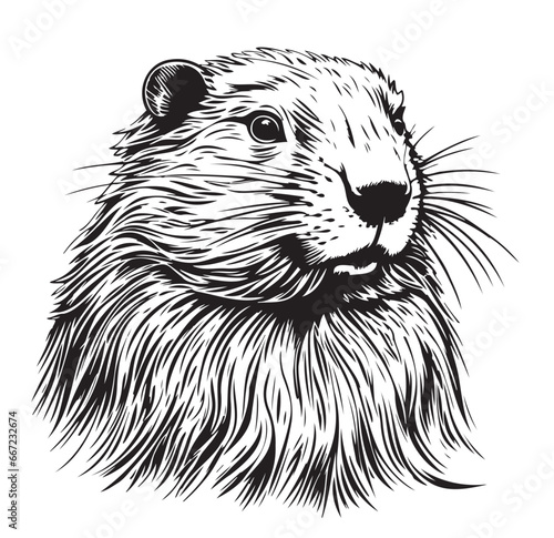 Photography Beaver head sketch hand drawn Vector illustration Wild Animals