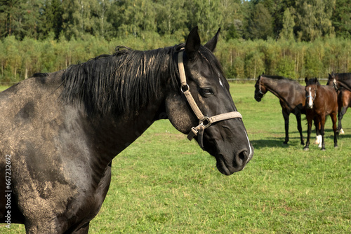 A black dirty horse grazes in a meadow on a summer day © Yury Fedyaev