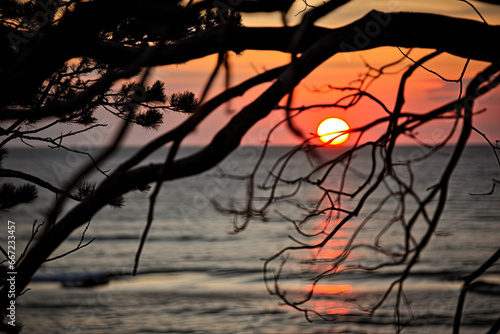 Silhouettes of tree branches against the backdrop of a sea sunset.