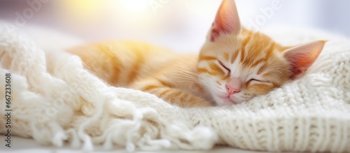 Ginger kitten in cozy sweater naps on white carpet with toy photo