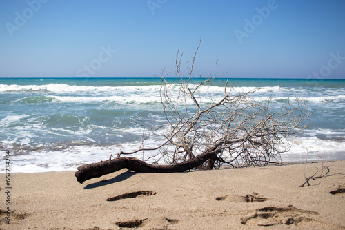 Wavy sea and dry tree branches against the sky. Patara, Antalya.