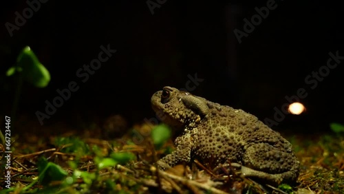 The brown toad moves through the forest area at night. Amphibian in summer in its natural habitat. Night life of small animals.