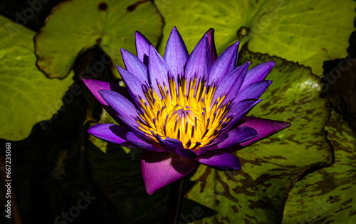 Purple Water Lily