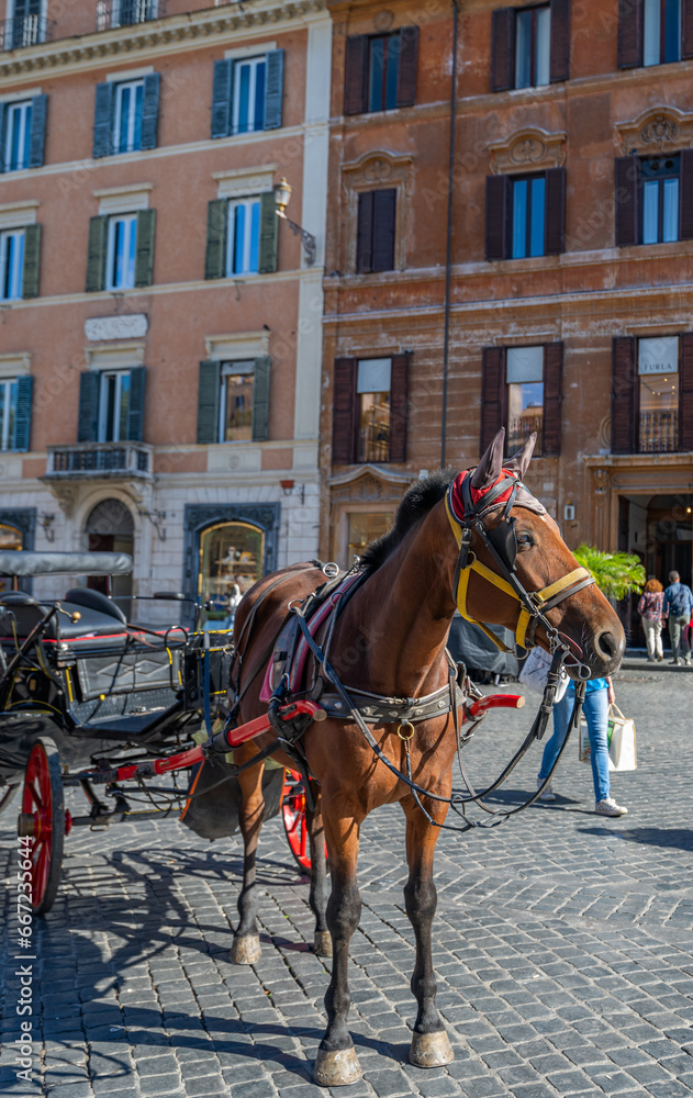 horse in the square in Rome