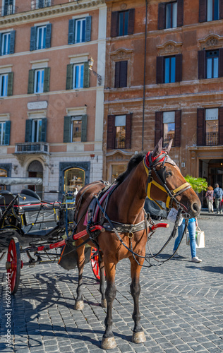 horse in the square in Rome